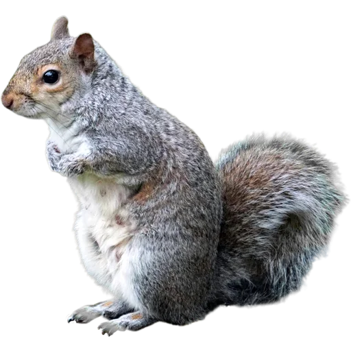 🐿️ Стикер «Пушистые и шустрые» для Telegram