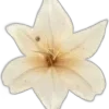 Стикер 5 🌟 Цветы