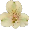 Стикер 15 🌟 Цветы