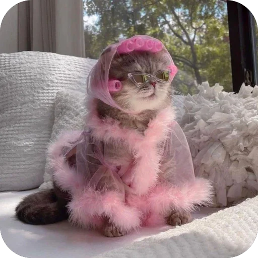 🐱 Стикер «FockingLife» для Telegram