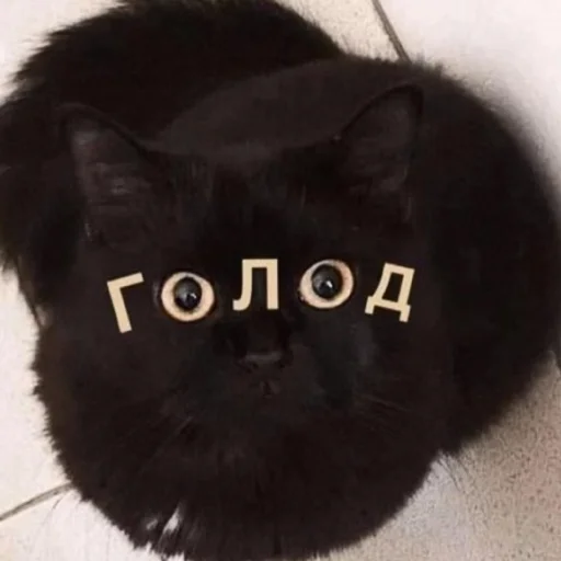 🤤 Стикер «FockingLife» для Telegram