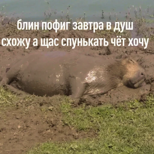 ☺️ Стикер «FockingLife» для Telegram