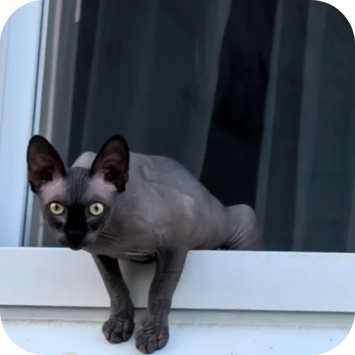 🐈‍⬛ Стикер «Природа» для Telegram