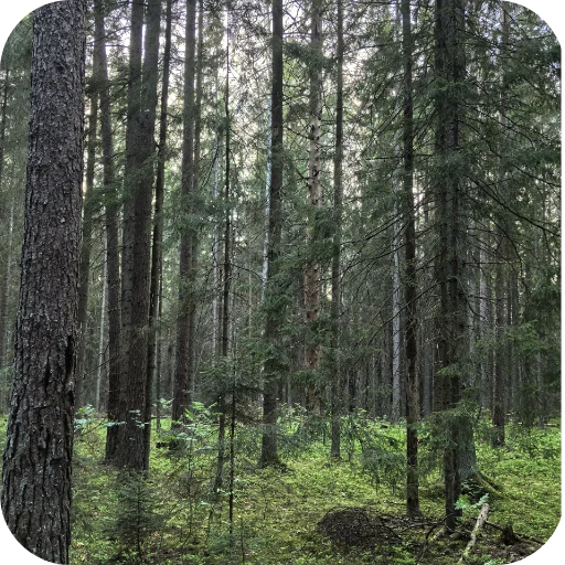 🌲 Стикер «Природа» для Telegram
