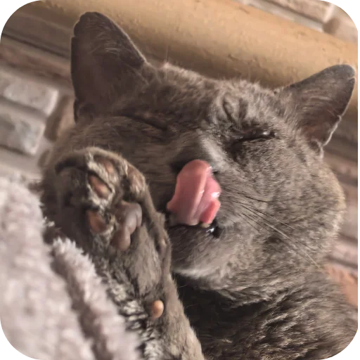 🐈 Стикер «Природа» для Telegram