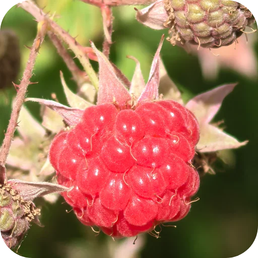 🍴 Стикер «Природа» для Telegram