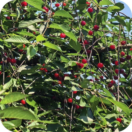 🍒 Стикер «Природа» для Telegram