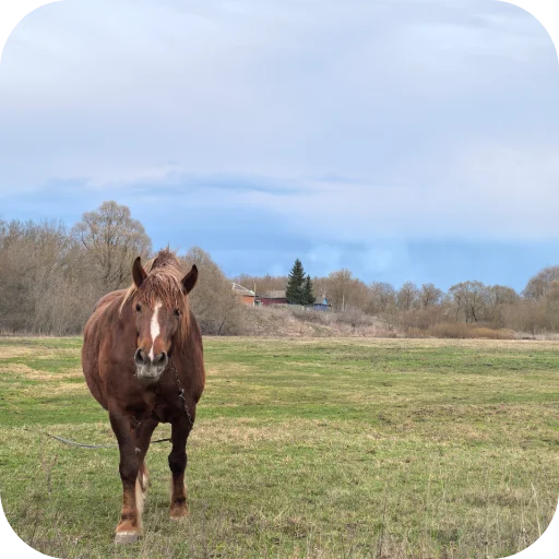 🐎 Стикер «Природа» для Telegram