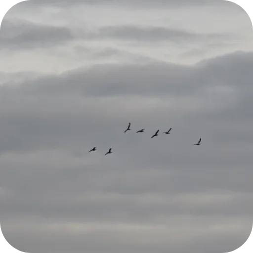 🐦‍⬛ Стикер «Природа» для Telegram