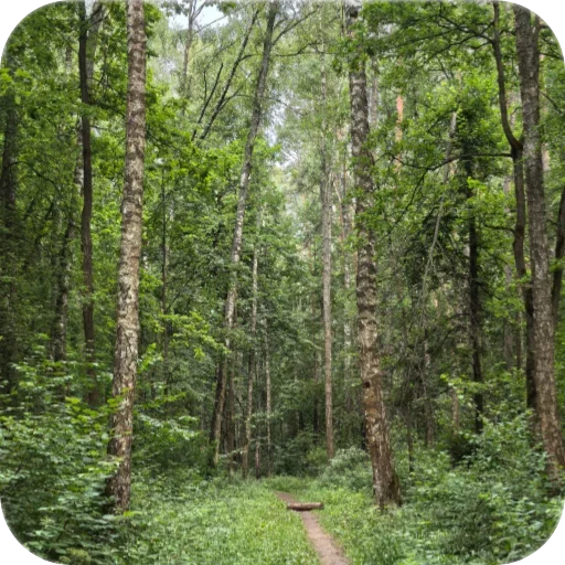 🍃 Стикер «Природа» для Telegram