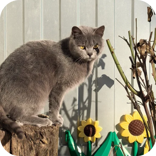 🐱 Стикер «Природа» для Telegram
