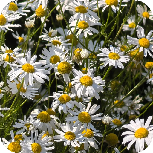🌼 Стикер «Природа» для Telegram