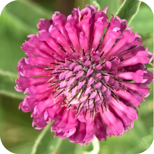 🌺 Стикер «Природа» для Telegram