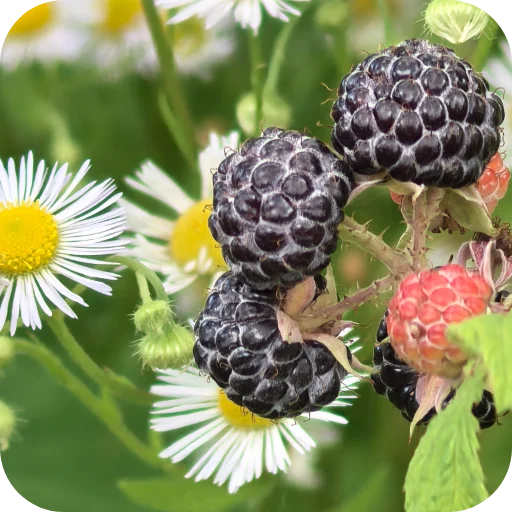 🌱 Стикер «Природа» для Telegram