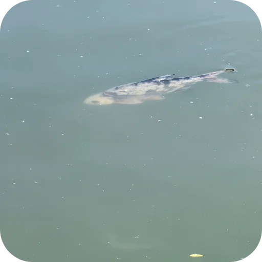 🦈 Стикер «Природа» для Telegram