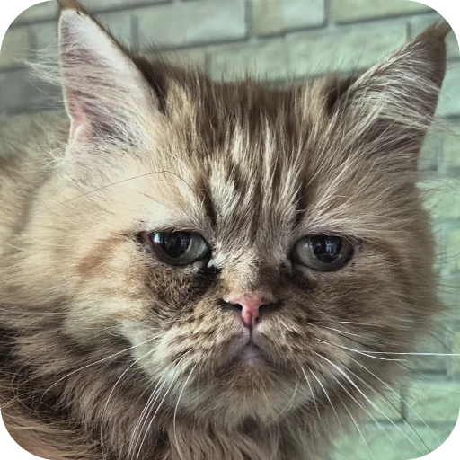 🙁 Стикер «Природа» для Telegram