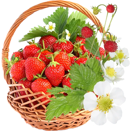 🍓 Стикер «Fruit & Veg Gifts» для Telegram