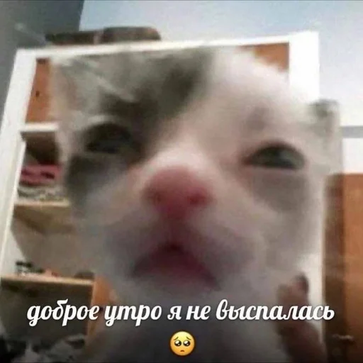 😿 Стикер «Вселенная котиков» для Telegram