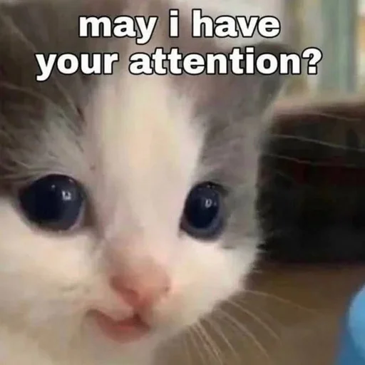 😘 Стикер «Вселенная котиков» для Telegram