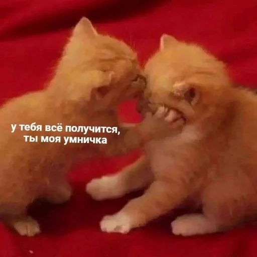😘 Стикер «Вселенная котиков» для Telegram