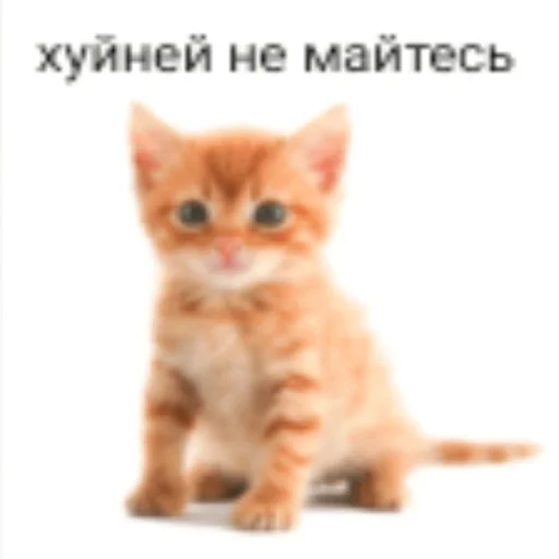 🫤 Стикер «Вселенная котиков» для Telegram