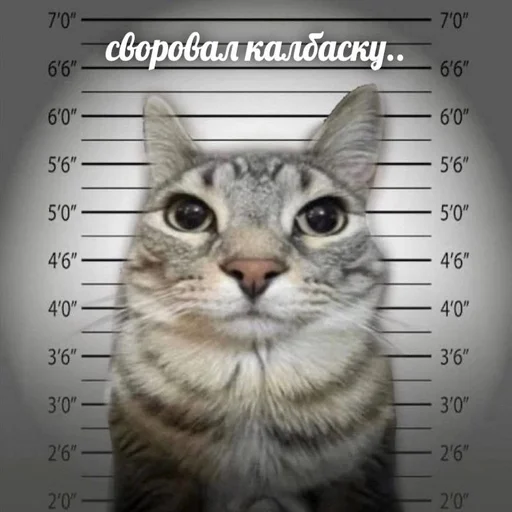 👮‍♀ Стикер «Вселенная котиков» для Telegram