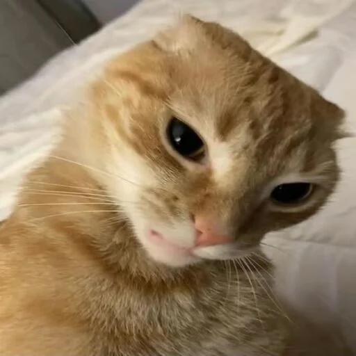 😸 Стикер «Вселенная котиков» для Telegram