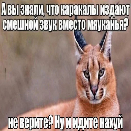 🤓 Стикер «Вселенная котиков» для Telegram