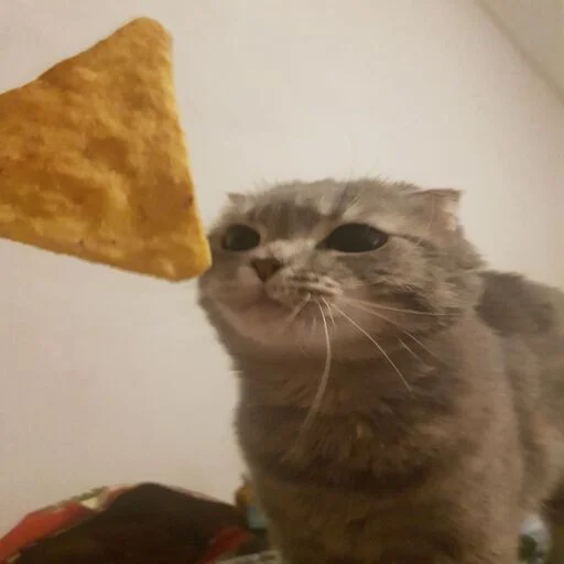 😼 Стикер «Вселенная котиков» для Telegram