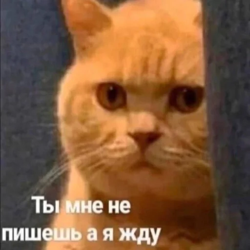 😿 Стикер «Вселенная котиков» для Telegram