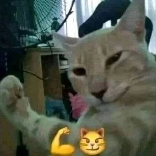 😼 Стикер «Вселенная котиков» для Telegram