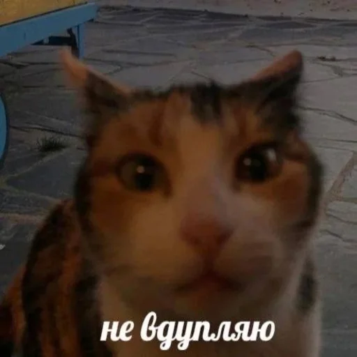 🤨 Стикер «Вселенная котиков» для Telegram