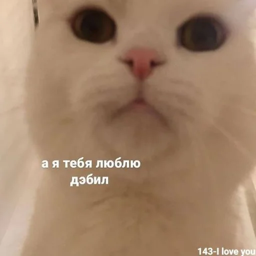 🥰 Стикер «Вселенная котиков» для Telegram