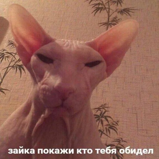 😡 Стикер «Вселенная котиков» для Telegram