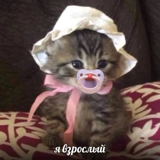 😄 Стикер «Вселенная котиков» для Telegram