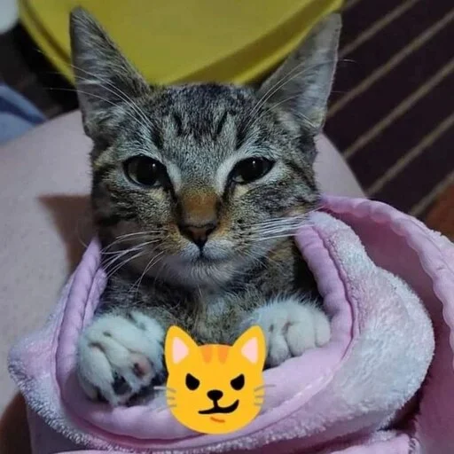 😼 Стикер «Вселенная котиков» для Telegram