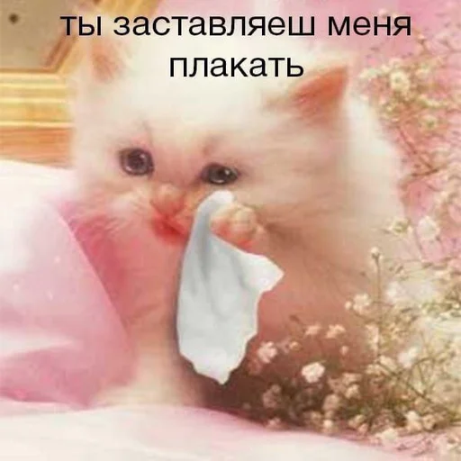 😓 Стикер «Вселенная котиков» для Telegram