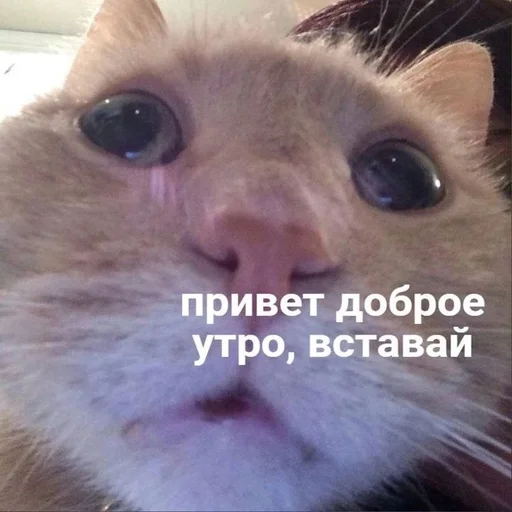 😀 Стикер «Вселенная котиков» для Telegram