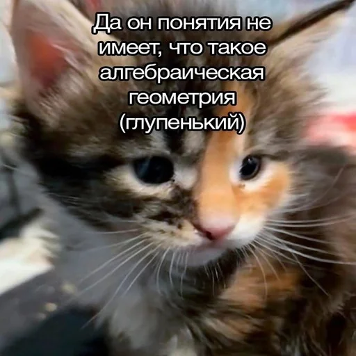 🤯 Стикер «Вселенная котиков» для Telegram