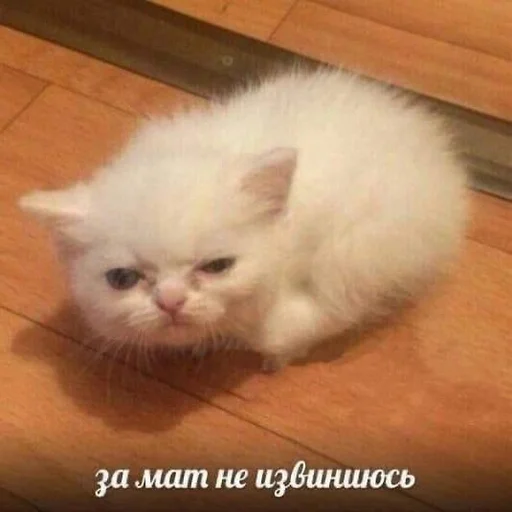 😾 Стикер «Вселенная котиков» для Telegram
