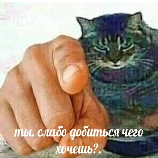 🫡 Стикер «Вселенная котиков» для Telegram