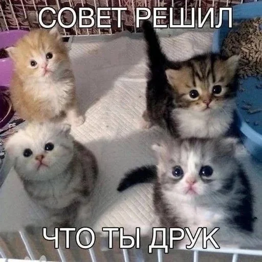 😍 Стикер «Вселенная котиков» для Telegram