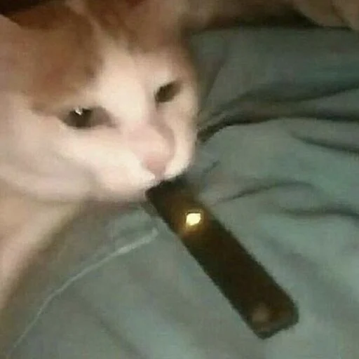🚬 Стикер «Вселенная котиков» для Telegram