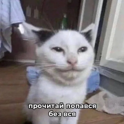 😼 Стикер «Вселенная котиков» для Telegram