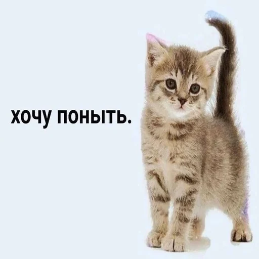 😰 Стикер «Вселенная котиков» для Telegram
