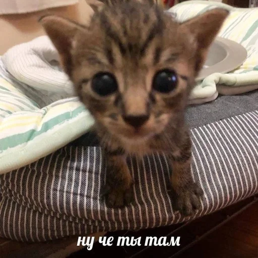🙄 Стикер «Вселенная котиков» для Telegram