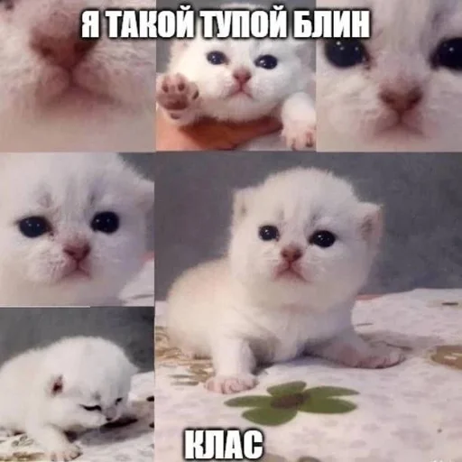 😁 Стикер «Вселенная котиков» для Telegram