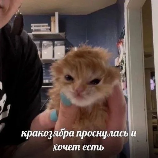🥸 Стикер «Вселенная котиков» для Telegram