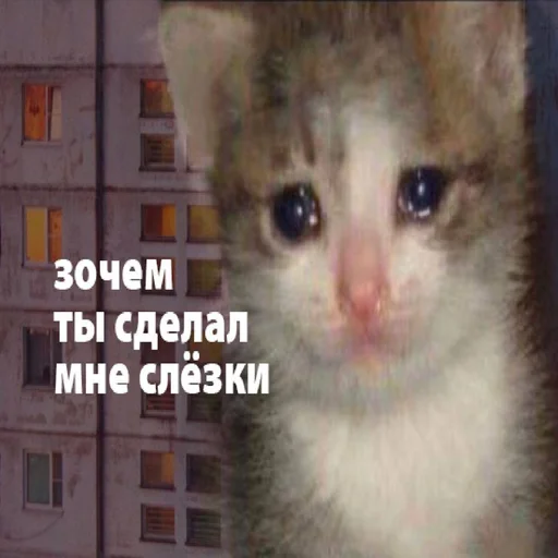 😿 Стикер «Вселенная котиков» для Telegram