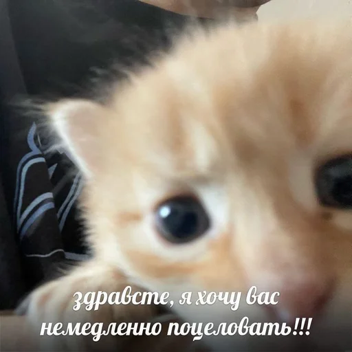 😘 Стикер «Вселенная котиков» для Telegram